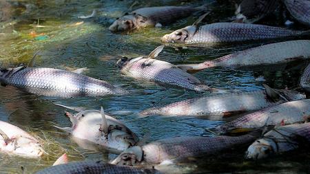 Investigan mortandad de peces en el embalse de Río Hondo