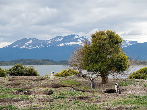Santa Cruz presencia masiva muerte de pingüinos de Magallanes