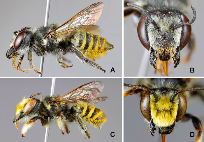 Cuatro nuevas especies de abejas en la Argentina. Son originarias de nuestro país, Chile y Uruguay