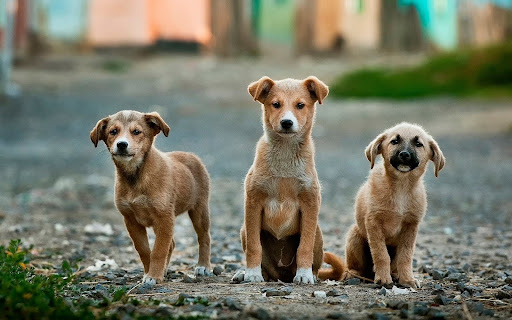 Cuatro cachorros y su madre fueron asesinados