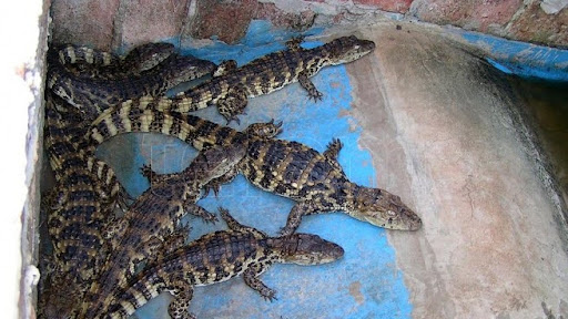 Promueven el aprovechamiento comercial y la conservación de yacarés