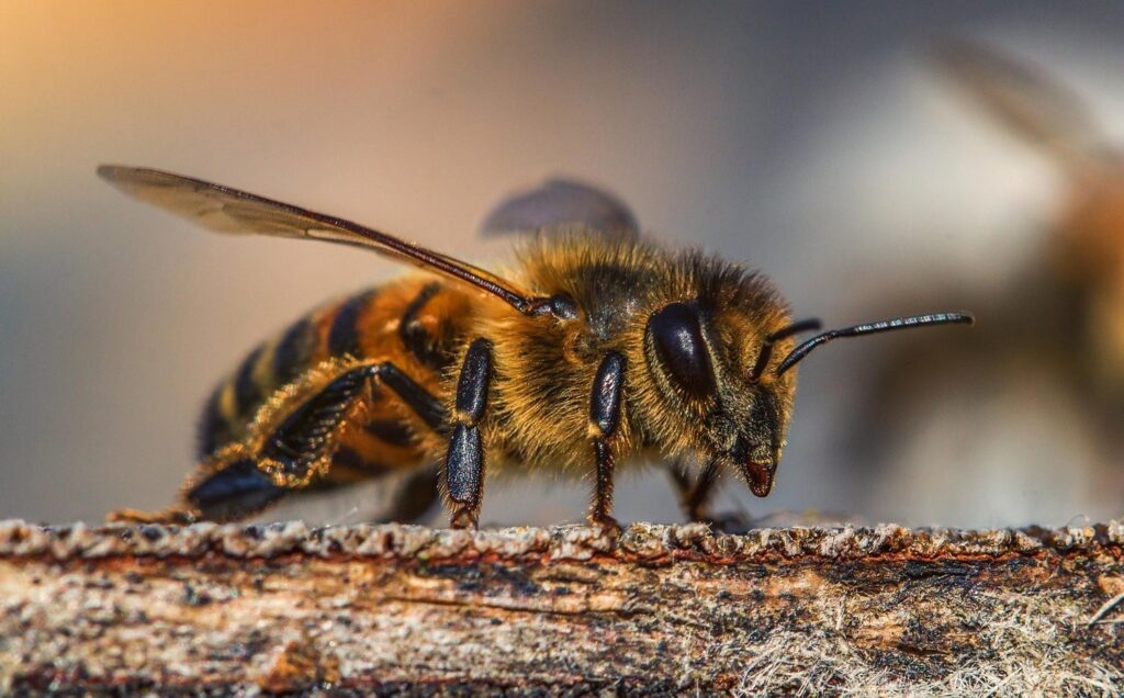 Cuatro nuevas especies de abejas en la Argentina. Son originarias de nuestro país, Chile y Uruguay