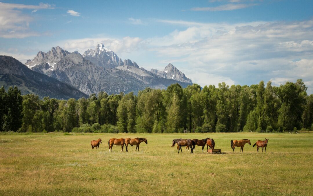 Se registra un primer caso de encefalitis equina en una persona