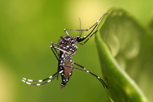 Tucumán registró casos de chikungunya después de una década