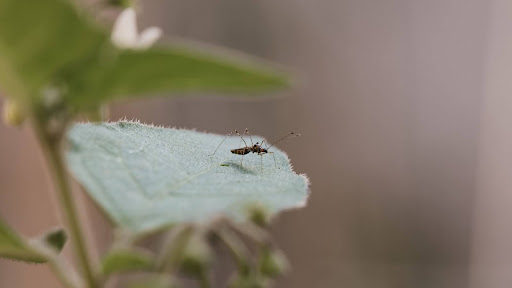 Se trata del primer caso autóctono de dengue del período 2023-2024 en San Luis