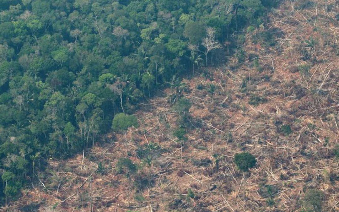 Los datos satelitales mostraron una superficie de 5.152 kilómetros cuadrados de bosque destruido en la Amazonía brasileña el año pasado, una caída del 50%, comparado con 2022.