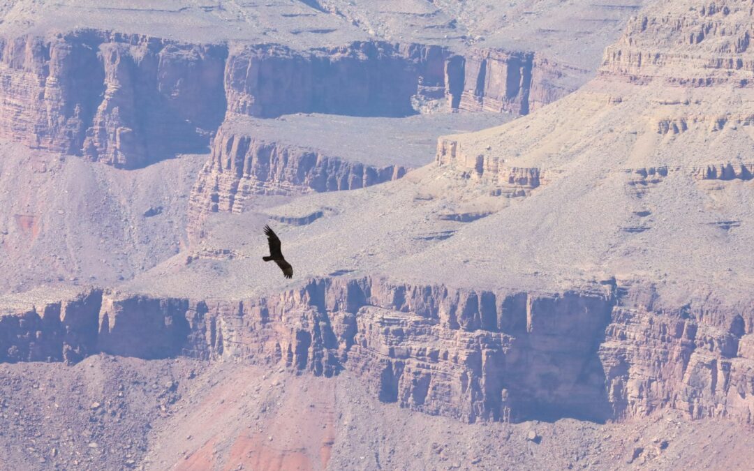 Bolivia ahora es un espacio más seguro para los cóndores