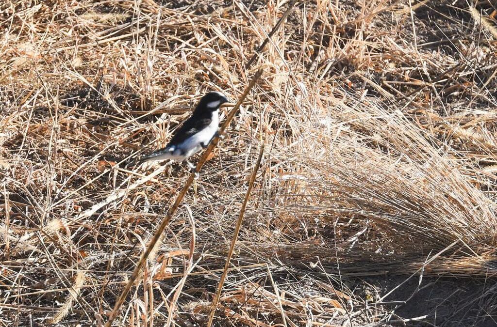 Se trata del operativo conocido como “Nido de Cotorras”. En el marco de las políticas promovidas por el Ministerio de Seguridad de la Nación en torno a la protección del ambiente y la fauna silvestre, Gendarmería Nacional logró rescatar a 155 loros habladores.