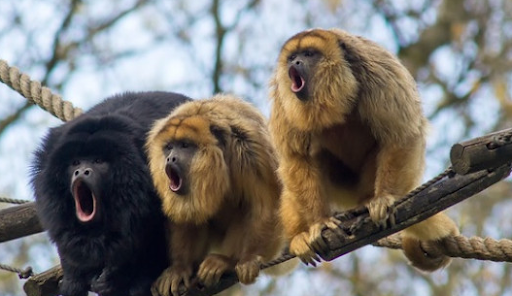 Los monos carayá o aulladores habitan la selva paranaense.