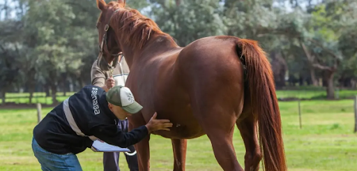 La encefalitis equina se propaga en Entre Ríos