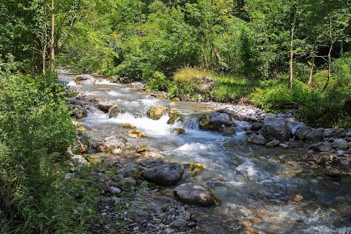 Sostienen que el DNU impacta directamente sobre los bosques.