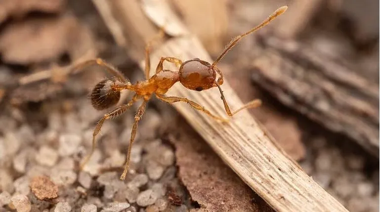 Las hormigas cabezonas han causado estragos en Kenia.