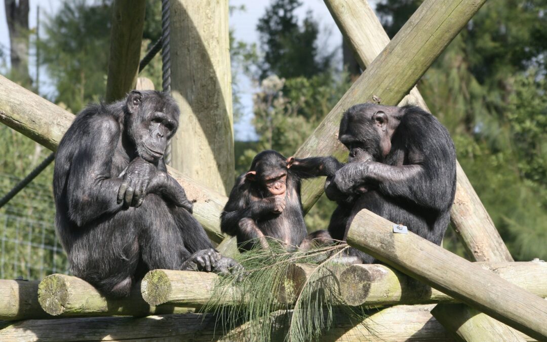 Los primates sí pueden recordarte, pero ¿cómo?