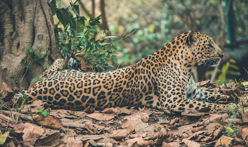 El yaguareté es uno de los animales más amenazado por la conducción en las rutas.