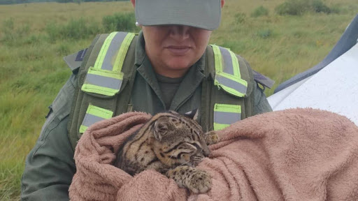 El ocelote se encuentra en peligro por culpa de la interacción humana con su entorno.