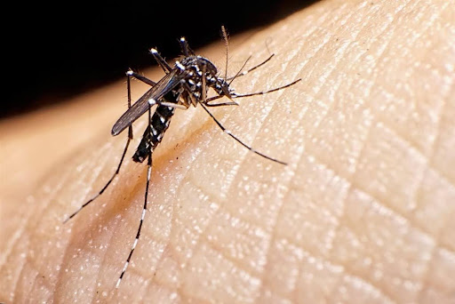 Misiones no es la única provincia que se enfrenta a una epidemia de dengue.