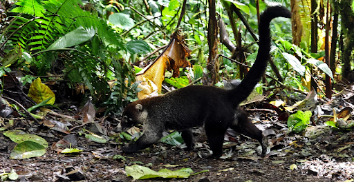 En la selva paranaense habitan diversos tipos de animales autóctonos, como el coatí.