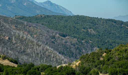 Los incendios se ven favorecidos por el follaje patagónico.