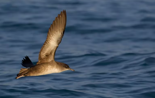 Las aves pardelas han mostrado cambios marcados en su comportamiento migratorio.