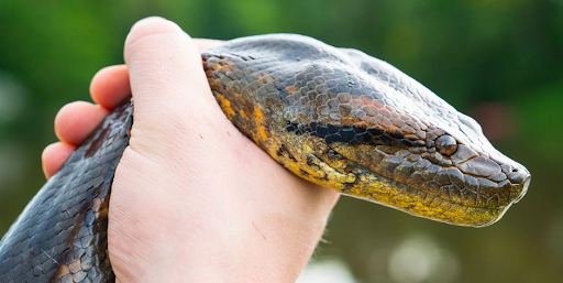Se trata de una serpiente constrictora.