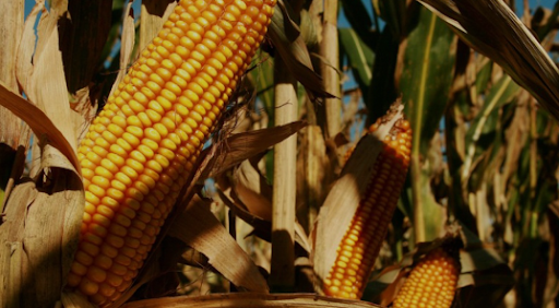 Buscan ayudar a productores de maíz andinos.