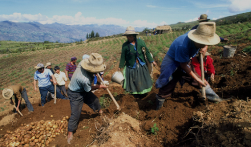 Las poblaciones andinas cultivan maíz pese a las heladas.