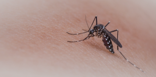 El dengue gana terreno en Argentina.