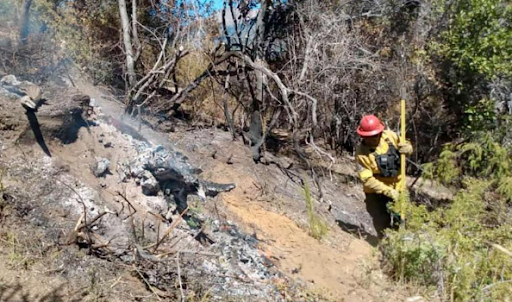Los brigadistas buscan rastros de vida tras el incendio en el Parque Nacional Los Alerces.