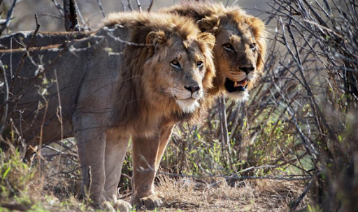 La falta de hormigas del género Crematogaster terminó exponiendo a los leones.