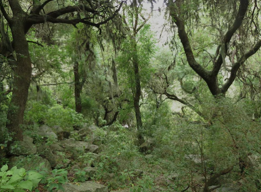 Los dueños de bosques nativos en Córdoba podrán recibir un beneficio económico.