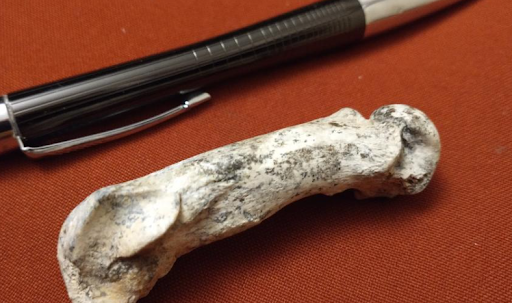 Se trata de un felino que vivió hace 128 mil años.