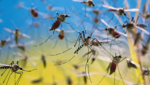 Alerta por brote de dengue