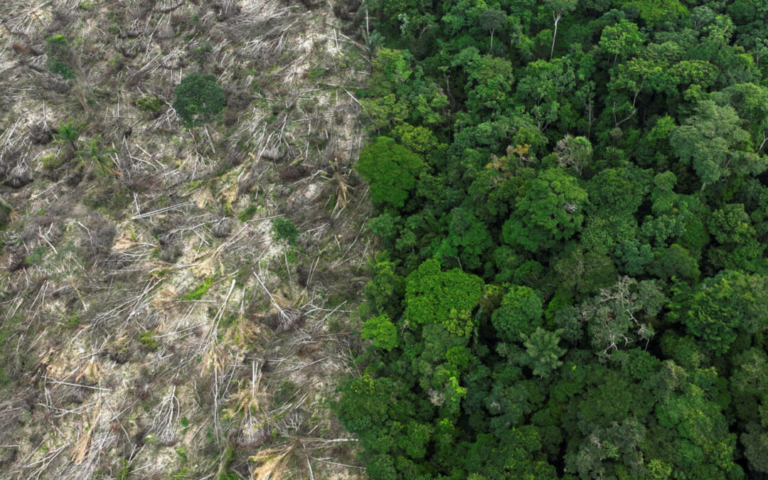 El año pasado, la deforestación en la Amazonía disminuyó en un 50 % en comparación con 2022.