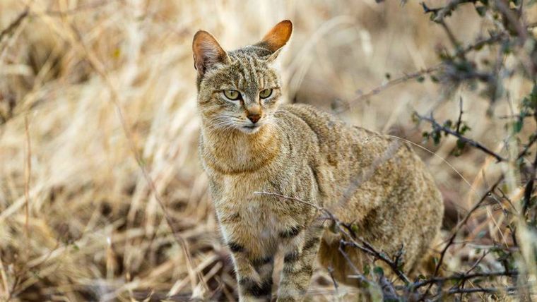 El gato montés habita gran parte del suelo argentino; sin embargo, se ha visto pocas veces.