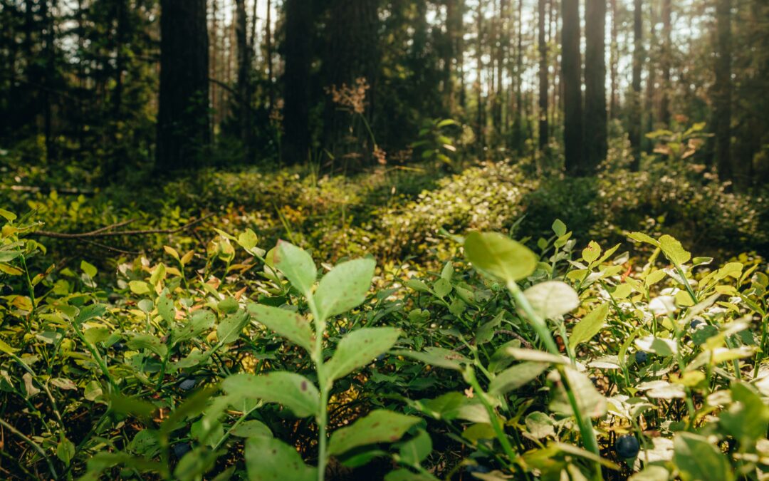 Descubren cómo eran originalmente los bosques de Europa