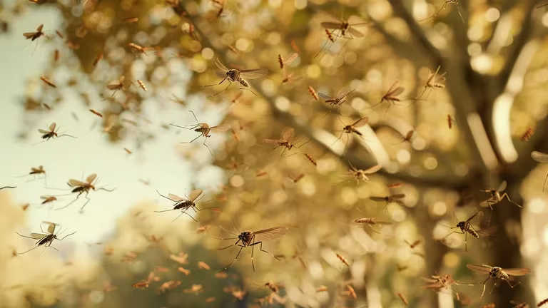 El cambio climático no amenaza la vida de los mosquitos.