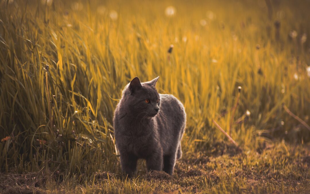 Japón busca desesperadamente a un gato “tóxico”