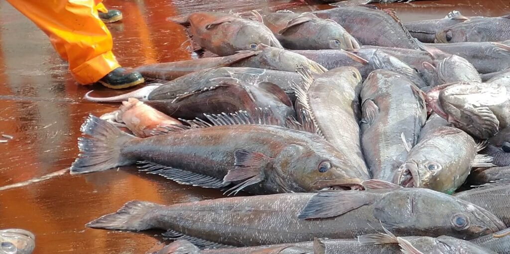 La merluza negra que transportaba el buque corresponde a una especie en peligro.