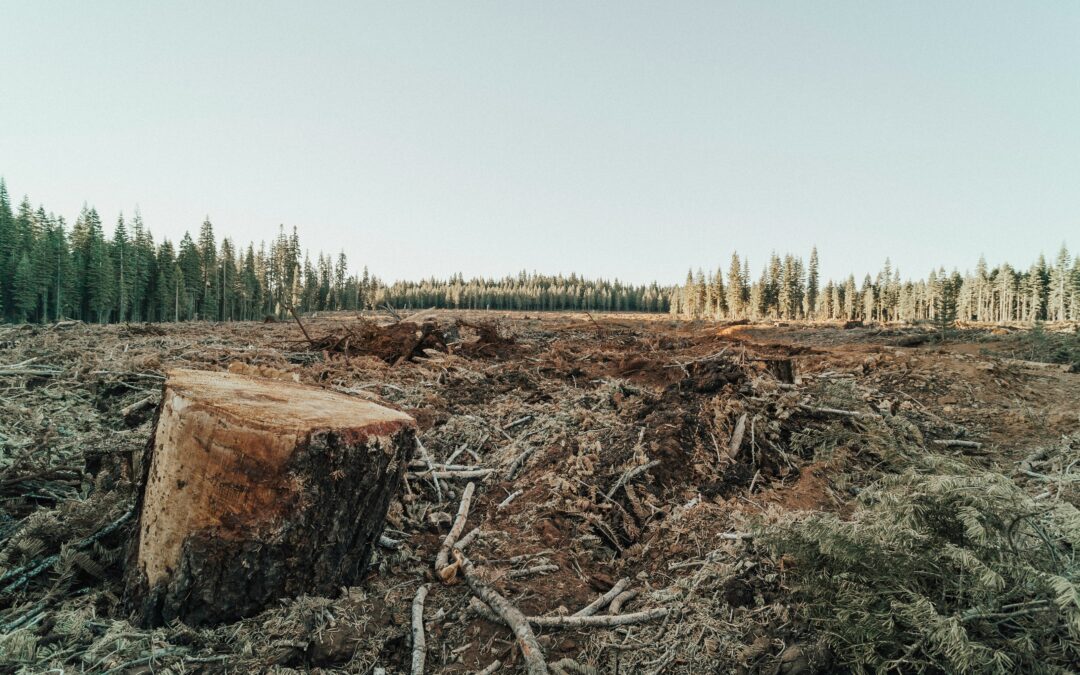 Argentina comienza a exportar soja libre de deforestación