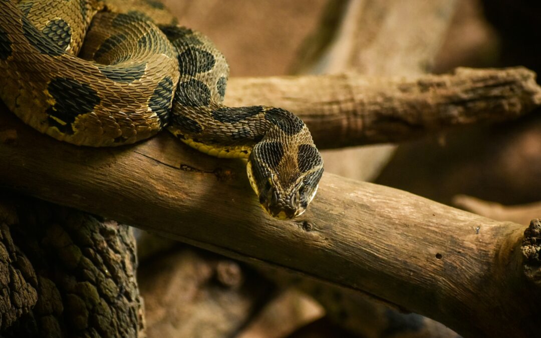 Logran detener a traficante de especies