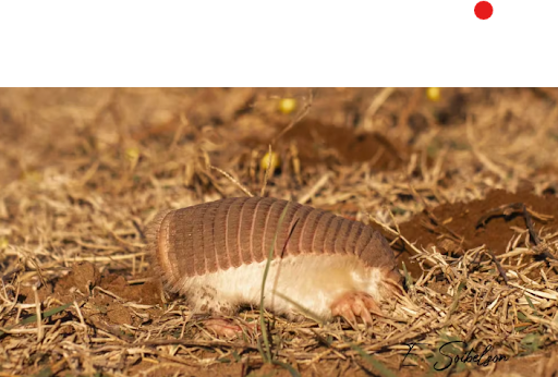 Nuevos hallazgos sobre el armadillo más pequeño del mundo