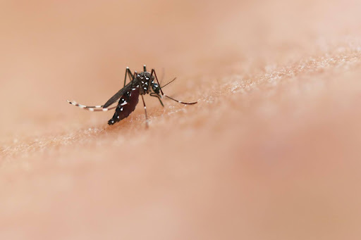 Preocupa el aumento del dengue en el país