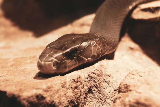 Las serpientes tienen diferentes venenos según la especie.