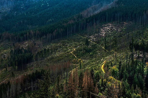 La deforestación amazónica va en aumento, al igual que los hechos de violencia en la región.