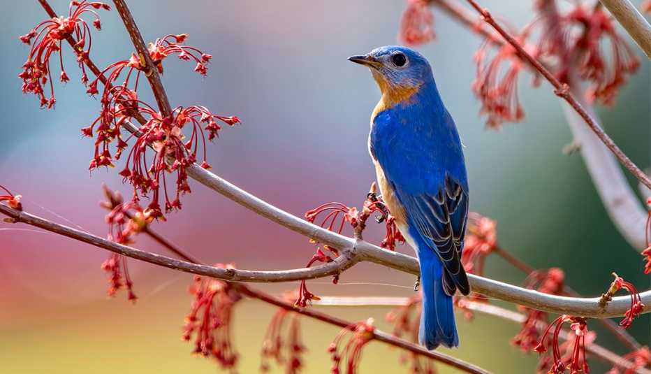 Descifran información clave en la evolución de las aves.