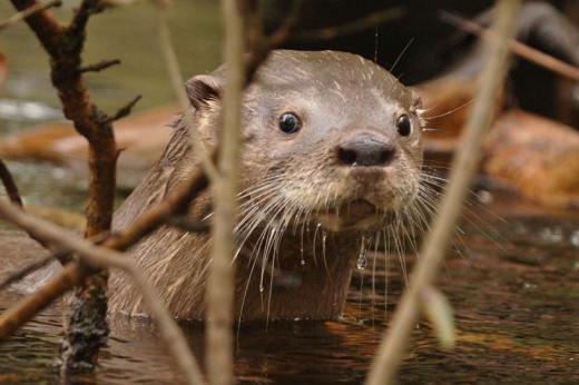 Detuvieron en Chile a una persona que cazó un Huillín