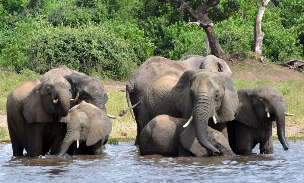Los elefantes representan un riesgo para los pobladores de Botswana.