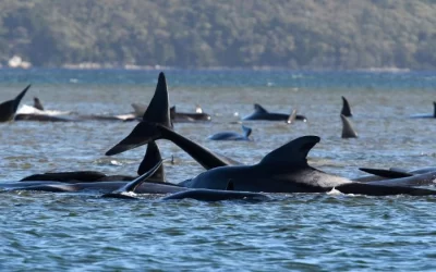 Encuentran más de 160 ballenas encalladas en Australia