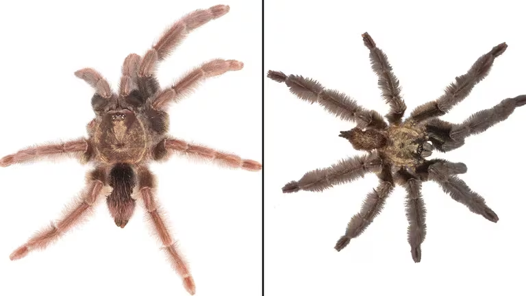 Descubren nuevas especies de araña