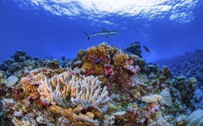 La mayor crisis mundial de corales ocurrirá dentro de pocas semanas
